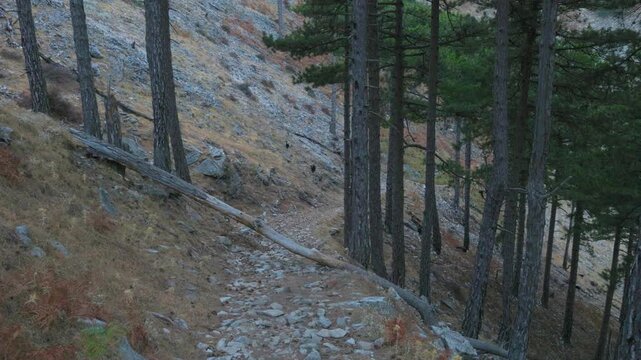 Wild Goats Grazing in Steep Alpine Forest with Pine Trees