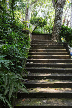 A stepped path in lush tropical gardens inSri Lanka