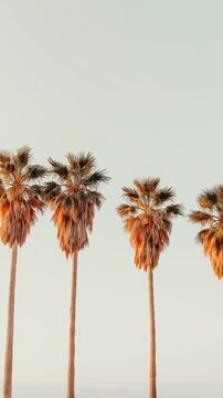 Tall palm trees stand against a soft, hazy sky with warm neutral tones. This cinematic yachting photo evokes luxury, tranquility, and summer coastal vibes.