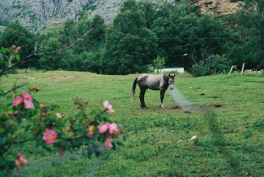 Majestic Horse Roaming Freely in a Green Meadow Surrounded by Nature