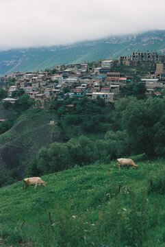 Herd of Cows Grazing Near a Rustic Village in Green Hills