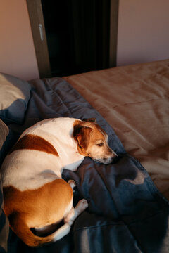 Cozy Dog Resting on a Soft Bed During Evening Light