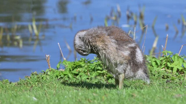 Egyptian Goose (Alopochen aegyptiaca) gosling preening and drying its feathers after a swim. June, Kent, UK. [Slow motion x4]