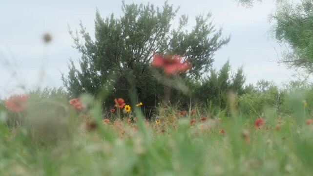 Texas wildflowers blooming in a field with a large tree in the background