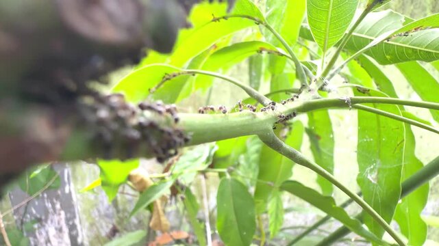 Colony of busy black ants crawling along a green mango tree branch in a tropical garden close up