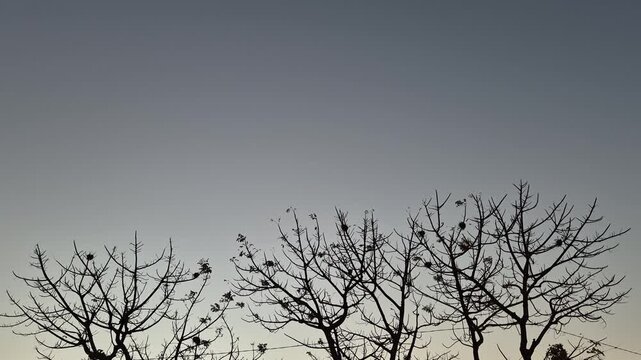 Silhouette of bare dry tree branches against clear twilight sky background
