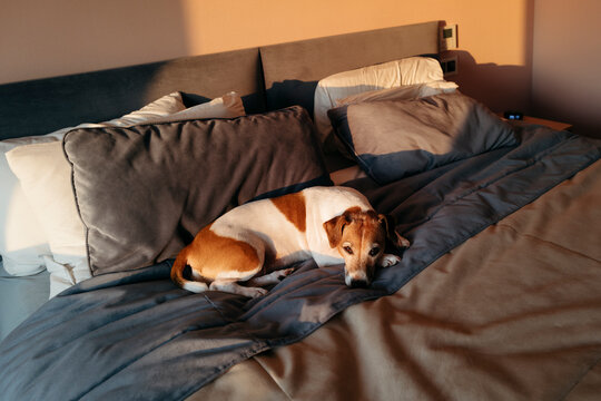 Dog Enjoys Morning Sunlight on Cozy Bed