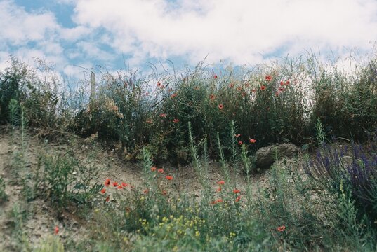 Wildflowers Bloom Vibrantly Against a Backdrop of Blue Sky
