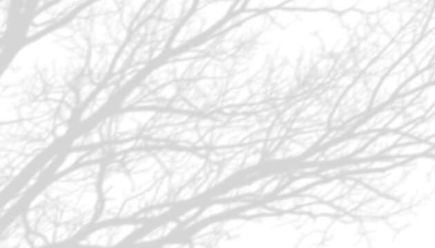 Bare Tree Branch Shadow Overlay Transparent Background
