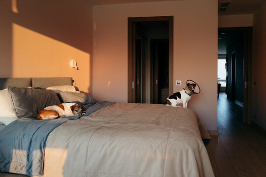 Cozy Afternoon in a Sunlit Bedroom With Dogs