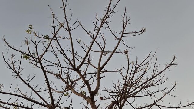 Dense green tree leaves swaying in the breeze with tilt movement against clear sky