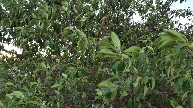 Dense green tree leaves swaying in the breeze with tilt movement against clear sky