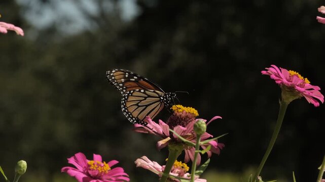 Monarch butterfly closeup on zinnia flowers during fall season in Texas garden.