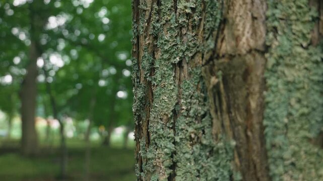 Close-up of tree trunks in a deciduous forest
