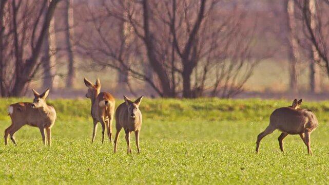 European Roe Deer group feeding on meadow grass while enjoying warm sunrise light in winter wildlife habitat, 4K footage
