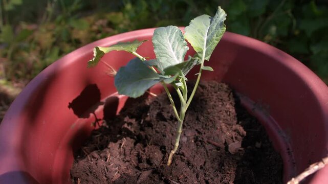 Young Broccoli vegetable plant in plant pot