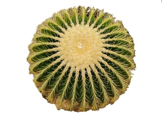 Golden barrel round cactus with radial ribs and yellow spines, forming a symmetrical geometric pattern around a pale central area on white isolated background © Khairil