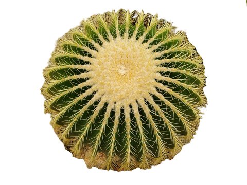 Golden barrel round cactus with radial ribs and yellow spines, forming a symmetrical geometric pattern around a pale central area on white isolated background