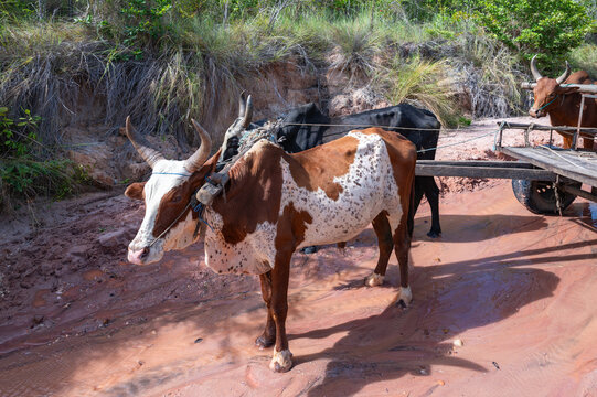 Traditional Zebu Cattle Harnassed to a Wooden Cart on Red Clay Ground, Mahajanga, Madagascar