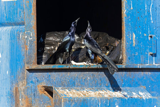  Group of great-tailed grackle (Quiscalus mexicanus) foraging in the trash.