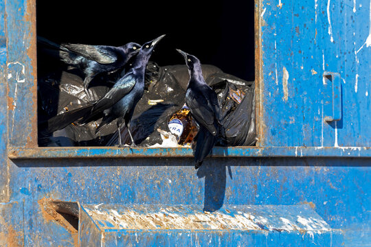  Group of great-tailed grackle (Quiscalus mexicanus) foraging in the trash.