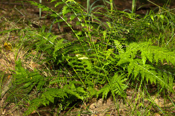 Bright green fern bush grows in a shaded forest among forest floor and grass. Macro shot highlights delicate leaf structure, natural freshness, and rich flora of a damp wild forest. © Олег Струс