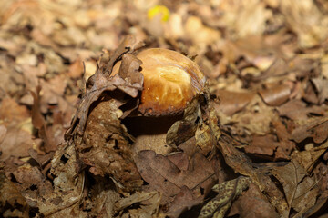 Young porcini mushroom almost fully hidden under a thick layer of dry oak leaves on the forest floor. Macro photograph emphasizes natural camouflage and the autumn mushroom hunting atmosphere. © Олег Струс