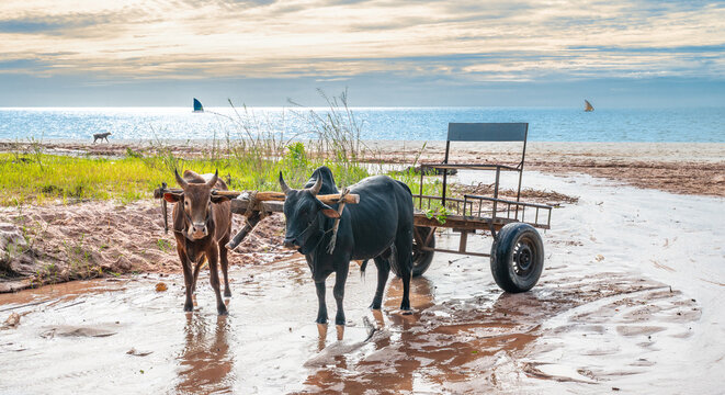 Two Zebus Pulling Traditional Cart on Muddy Beach of Mahajanga, Madagascar