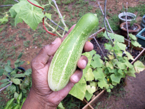 home garden - cucumber in hand