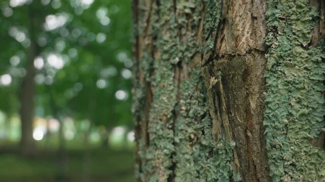 Close-up of tree trunks in a deciduous forest
