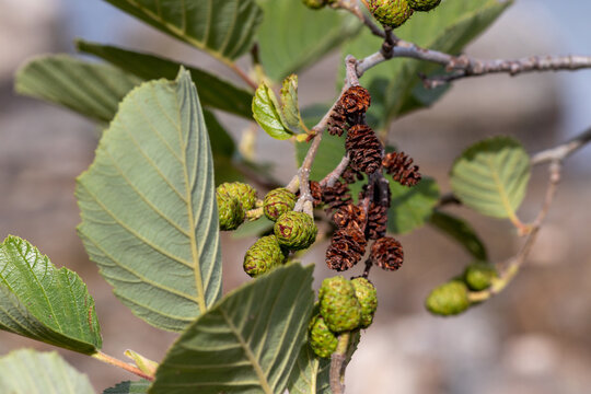 Kola alder (Alnus incana subsp. kolaensis) branch with young green and mature brown woody cones. Macro of textured leaves with veins, subarctic forest near Lake Kolvitsa, Kola, Russia