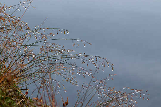 Arctic bluegrass (Poa arctica) autumn grass with glistening water droplets from sea fog. Macro of raindrops on coastal tundra, moody Bering Sea background, Beringia National Park, Russia