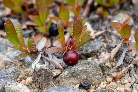 Alpine bearberry (Arctous alpina) dark-red ripening berry on branch. Macro of dwarf shrub with serrated green leaves on gravelly rocky soil, Lake Kolvitsa, Kola Peninsula, Russia