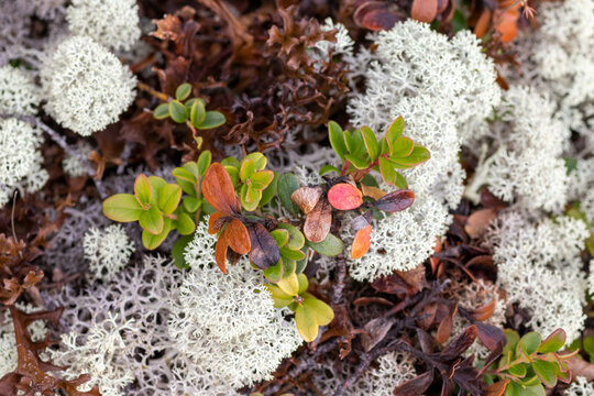 Reindeer lichen (Cladonia stellaris) and Iceland moss (Cetraria islandica) macro. Red autumn alpine bearberry (Arctous alpina) tundra floor texture background, Lake Kolvitsa, Kola, Russia