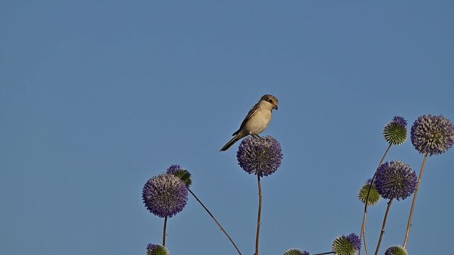 A beautiful close-up shot of a young Woodchat Shrike (Lanius senator) perched calmly on dry thorns beneath a clear blue sky in the Tigris Valley. A high-quality wildlife video capturing small predator
