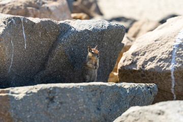 Cute squirrel standing upright on rocks outdoors in California, USA © Qiang