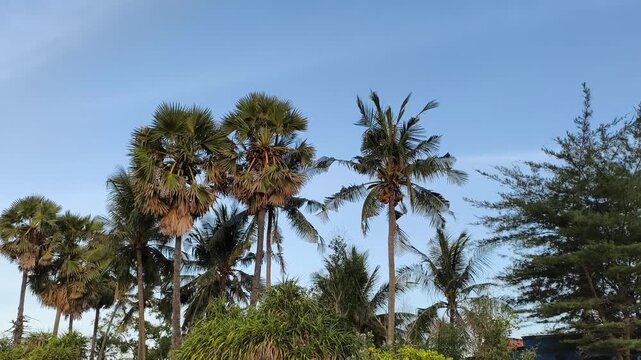 Tall coconut and palmyra palm trees swaying against a clear blue sky background