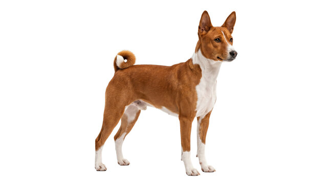 Basenji dog purebred hunting breed isolated on transparent background