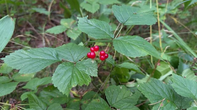 Small bright red wild berries on a leafy green plant in a forest. Stone bramble, summer foraging, nature closeup background