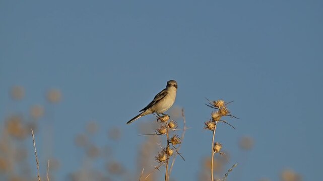 A beautiful close-up shot of a young Woodchat Shrike (Lanius senator) perched calmly on dry thorns beneath a clear blue sky in the Tigris Valley. A high-quality wildlife video capturing small predator