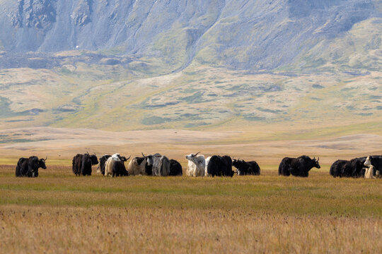 Domestic yaks Bos grunniens sarlyks herd grazing in Samakha steppe valley. South Chuya Range slopes, Altai Mountains, Russia. Traditional nomadic pastoralism livestock breeding