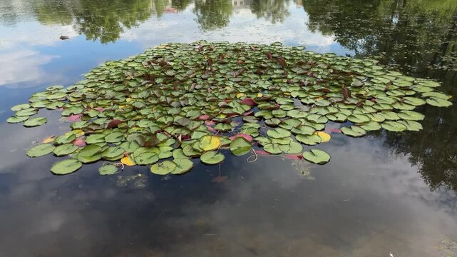 Green water lily pads floating on a calm pond with sky reflection. Aquatic plants island, quiet summer water, nature background