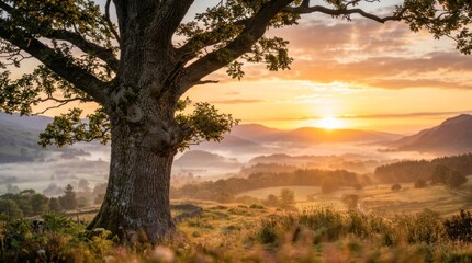 Fototapeta premium Majestic old oak tree overlooking a misty valley during a golden sunset in the countryside landscape