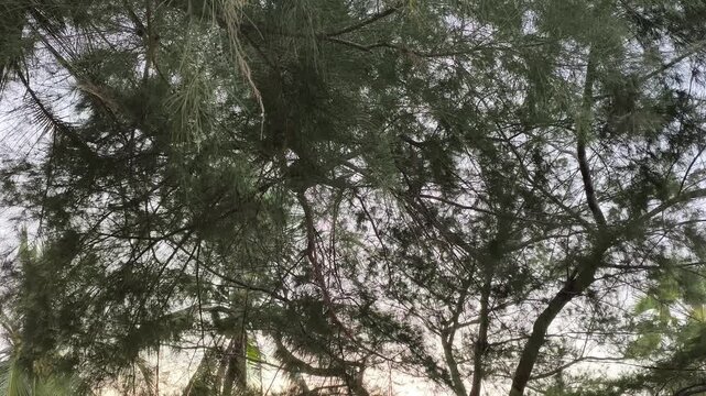 Green Lush Tree Branches Swaying in Tropical Forest Under Soft Evening Sunlight
