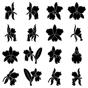 Black silhouette collection of cattleya orchid flowers on white