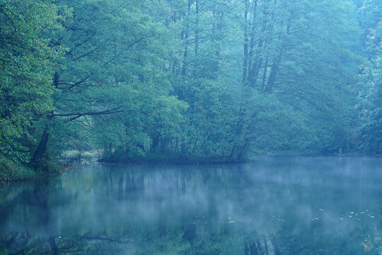 Misty alder forest reflected in a tranquil lake on an autumn morning