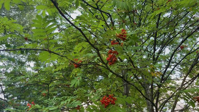 Red rowan berries in clusters on green branches of a mountain ash tree. Autumn harvest, wild nature, forest foliage background