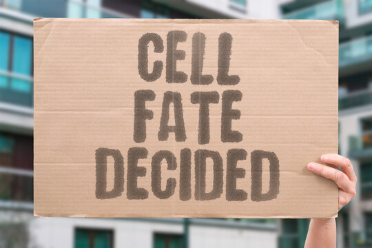 "Cell Fate Decided" Determine whether a cell lives, dies, or differentiates. FATE. DECISION. SIGNALING. RESPONSE. PLASTICITY.