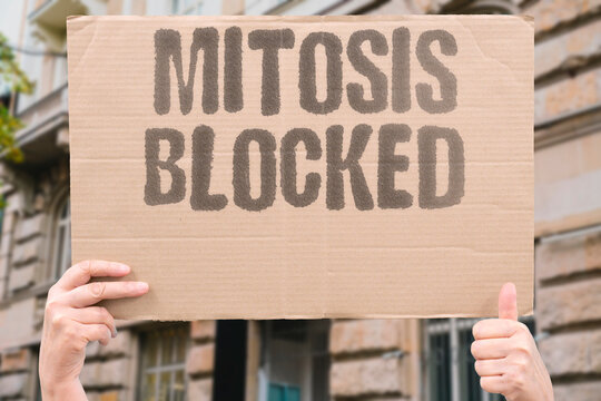 "Mitosis Blocked" Halt cell division at a critical phase. MITOSIS. BLOCKADE. DIVISION. SPINDLE. CHECKPOINT.