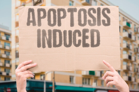 "Apoptosis Induced" Trigger the cancer cell's own death machinery. INDUCTION. DEATH. PROGRAM. ACTIVATION. THERAPY.